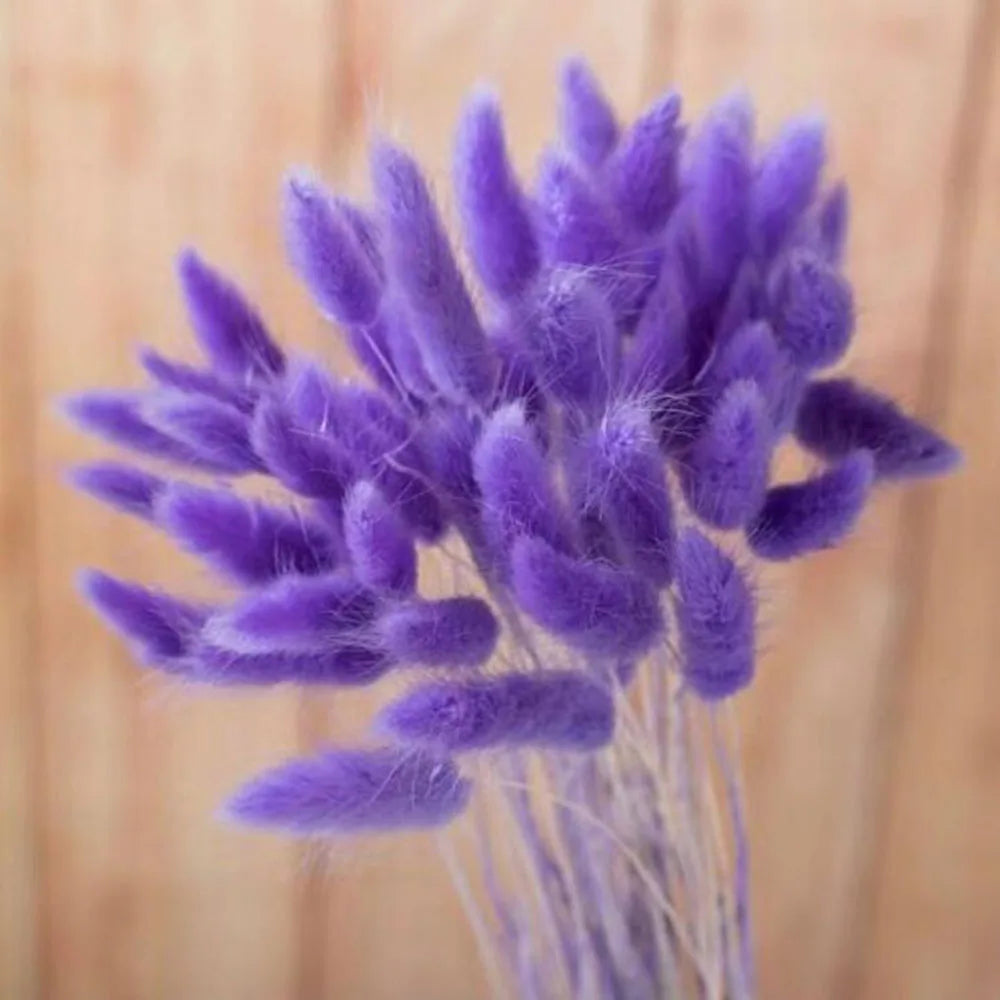 100Pcs Natural Purple Bunny Tails – Dried Flowers for DIY Crafts, Home Decor & Wedding Floral Arrangements