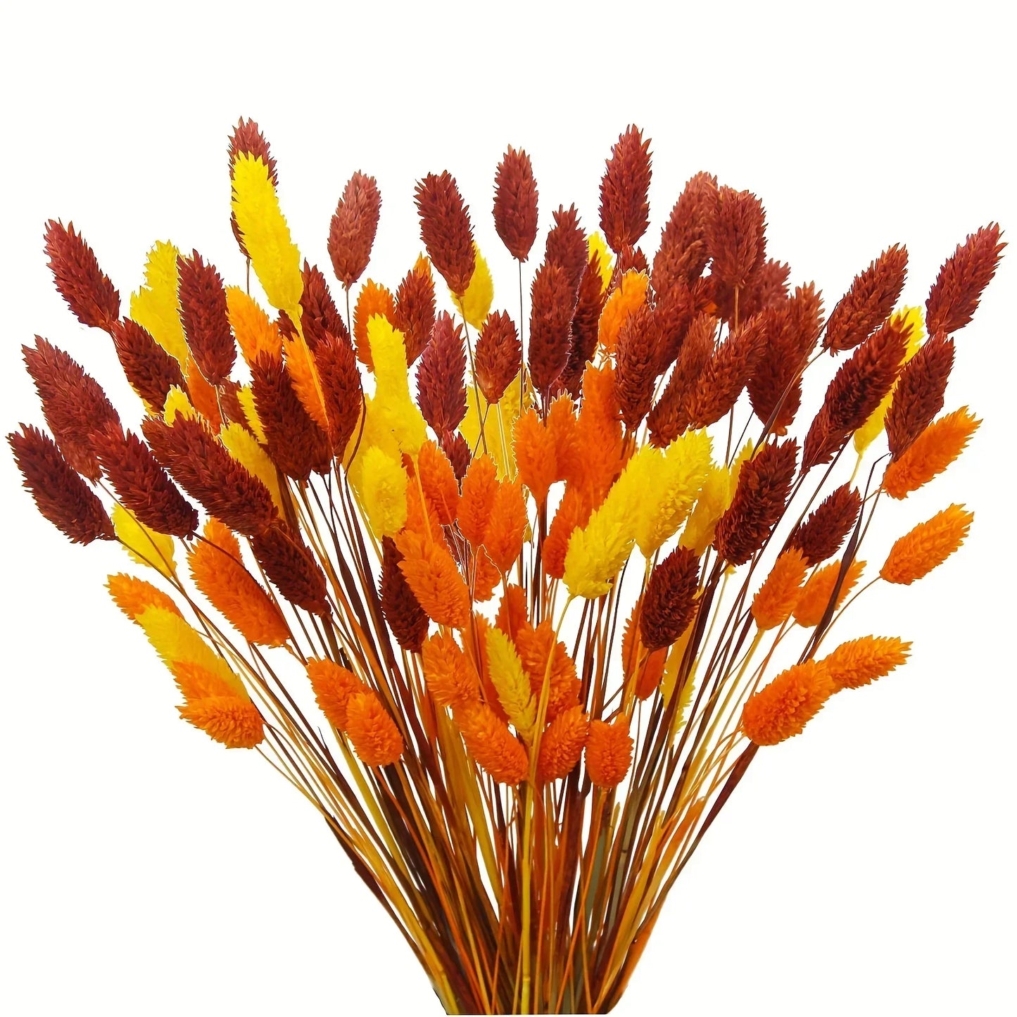 60pcs Natural Dried Phalaris Bouquet – 11 Color Options for Boho Vase Decor, Wedding & Christmas Arrangements