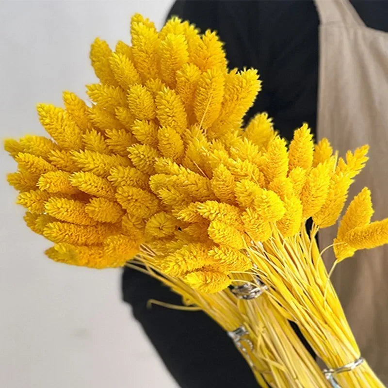 60pcs Natural Dried Phalaris Bouquet – 11 Color Options for Boho Vase Decor, Wedding & Christmas Arrangements