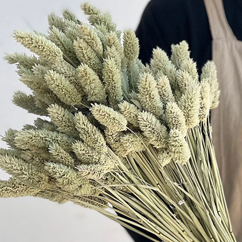 60pcs Natural Dried Phalaris Bouquet – 11 Color Options for Boho Vase Decor, Wedding & Christmas Arrangements