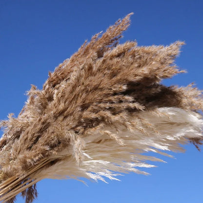 20pcs Natural Water Pampas Grass Bouquet – Nordic Style Dried Flowers for Home Decor, Country Weddings & Goldenrod Arrangements